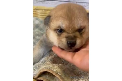 成約済の静岡県の柴犬-214946の1枚目